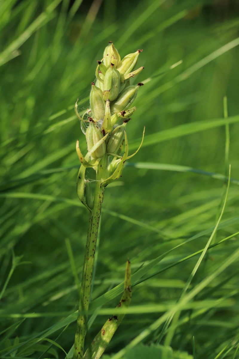 Изображение особи Dactylorhiza baltica.