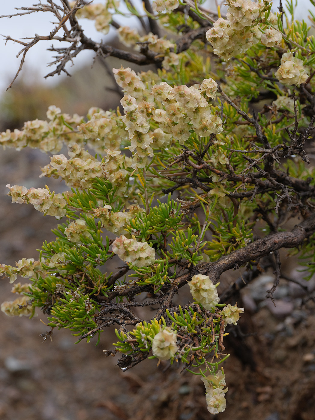 Image of Salsola arbuscula specimen.