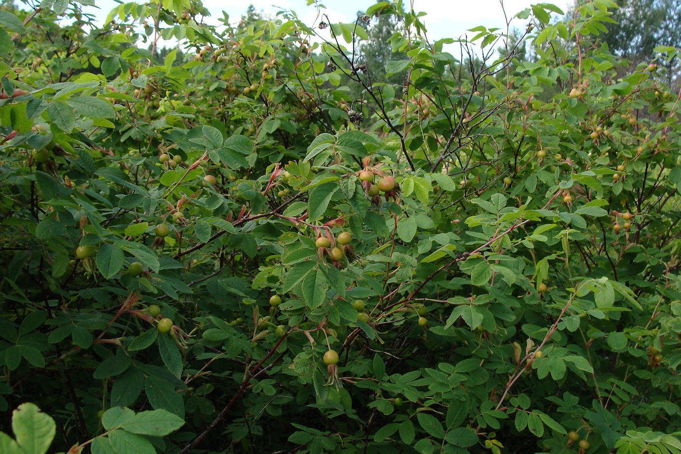 Image of Rosa davurica specimen.