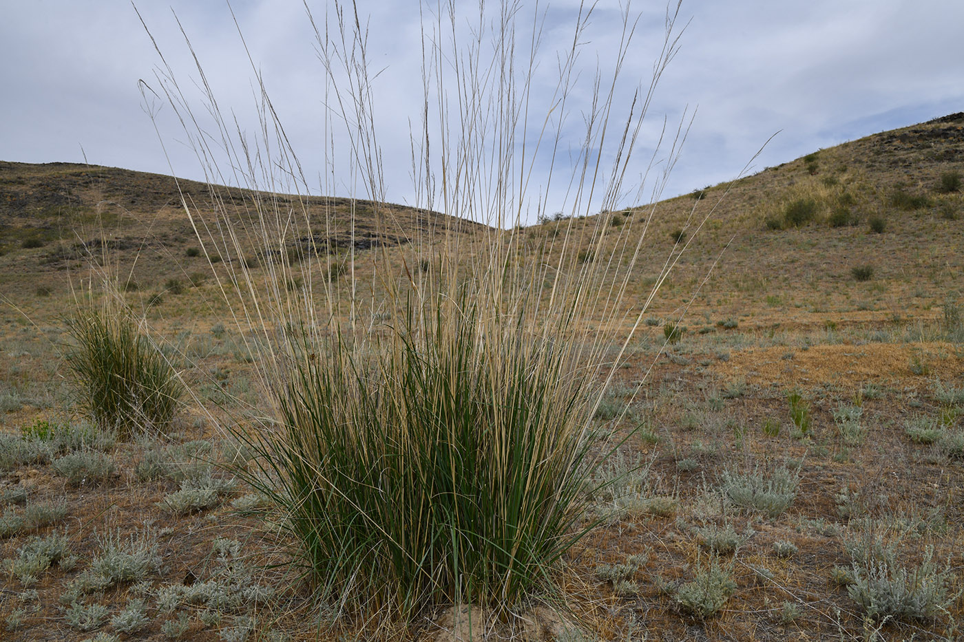 Image of Neotrinia splendens specimen.