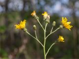 genus Hieracium. Общее соцветие с цветущими, развивающимися и отцветшими корзинками. Карелия, восточный берег оз. Топозеро, опушка лиственно-хвойного леса. 28.07.2025.