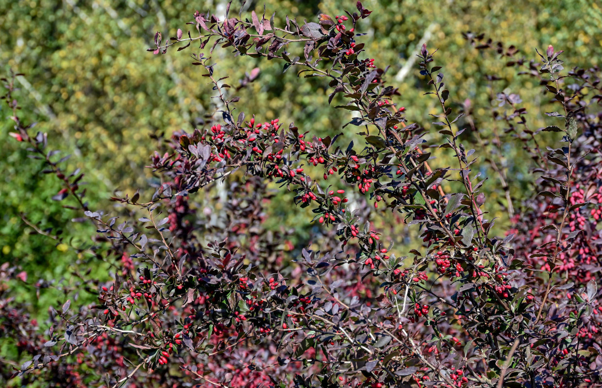 Изображение особи Berberis vulgaris f. atropurpurea.