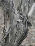 Lonicera praeflorens