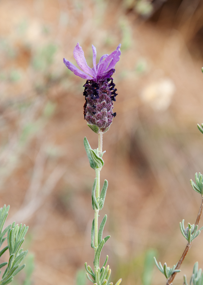 Изображение особи Lavandula stoechas.