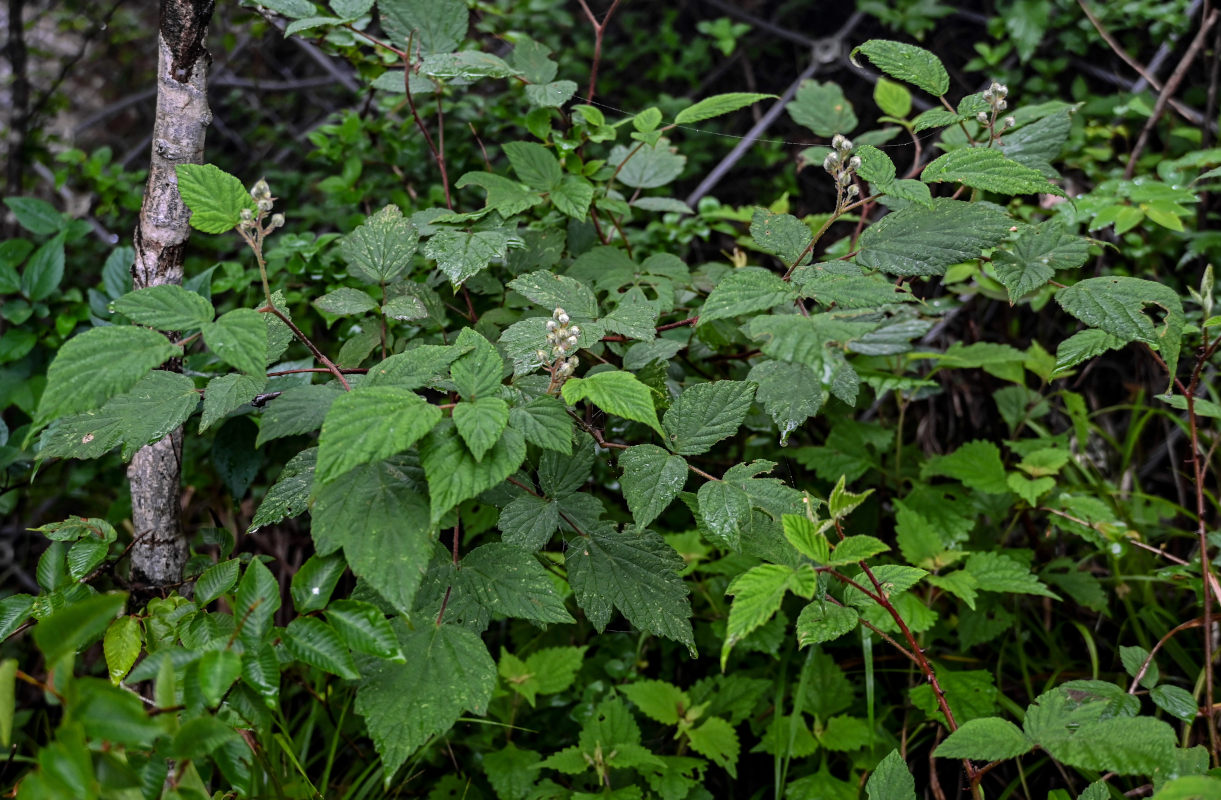 Изображение особи Rubus innominatus.