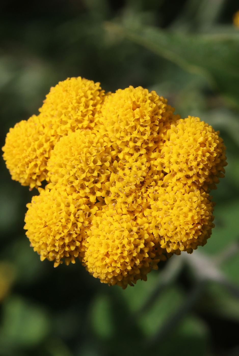 Image of Lonas annua specimen.