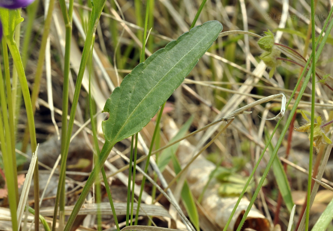 Image of Viola mandshurica specimen.