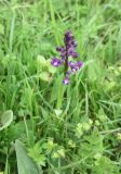 Anacamptis morio подвид caucasica. Соцветие. Республика Адыгея, Майкопский р-н, с.-з. край карьера компании \"Волма\", луг. 6 мая 2025 г.