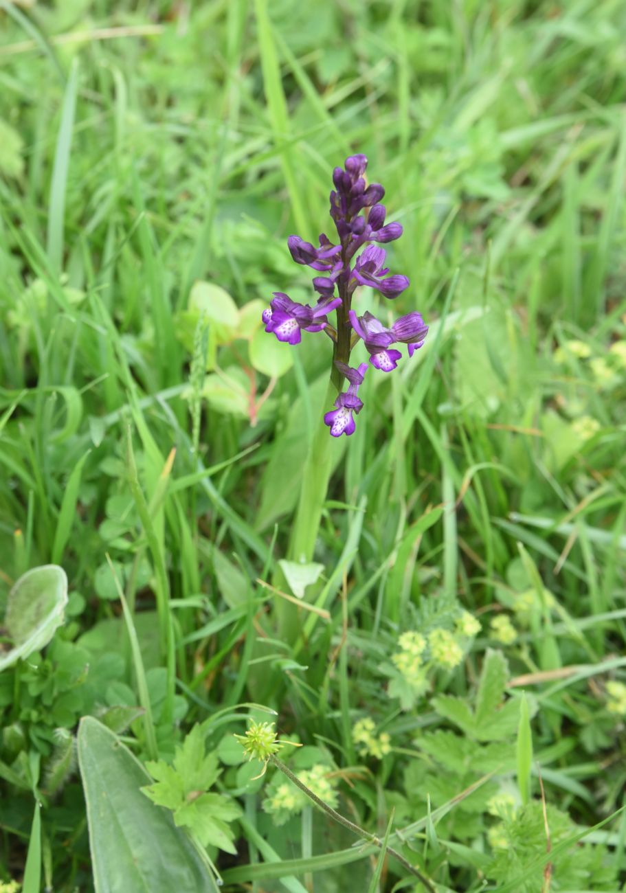 Изображение особи Anacamptis morio ssp. caucasica.