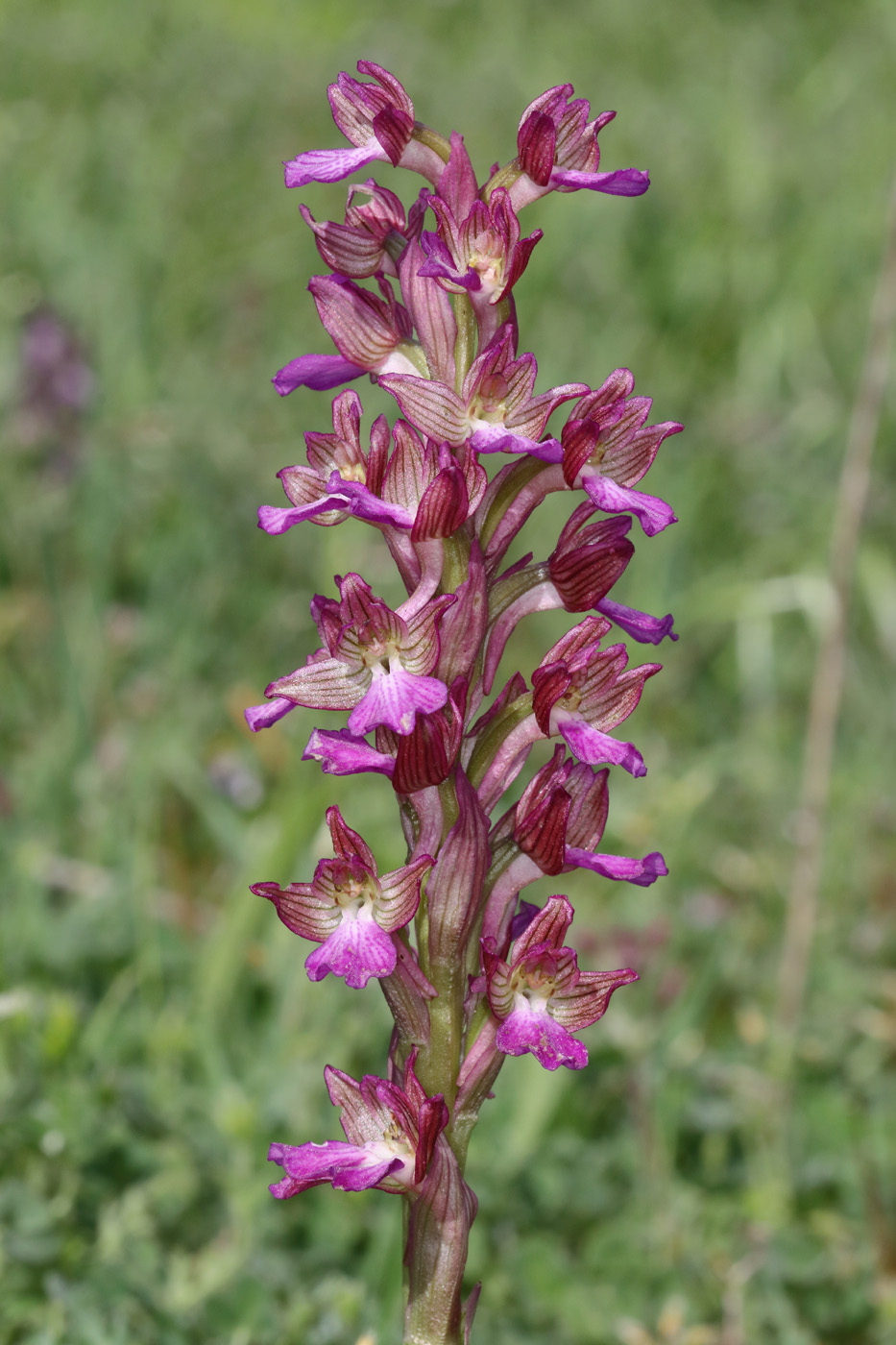 Изображение особи Anacamptis × dafnii.