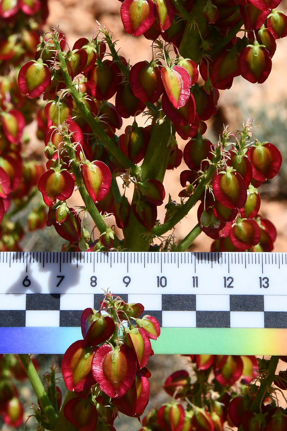 Изображение особи род Rheum.