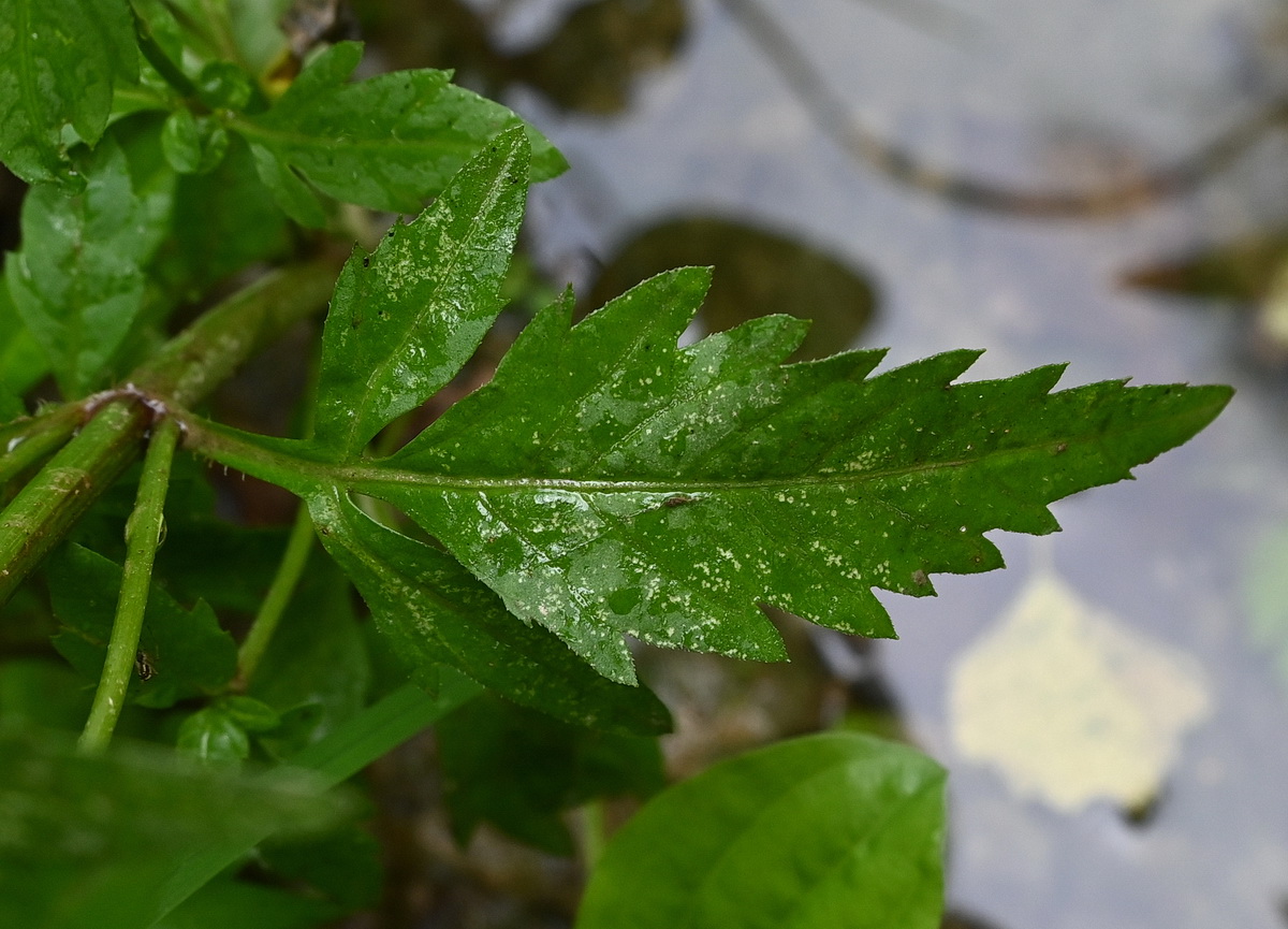 Image of Bidens tripartita specimen.