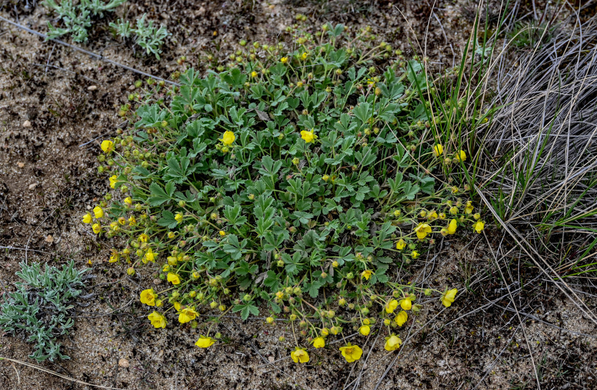 Изображение особи Potentilla incana.