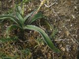 Plantago подвид discolor