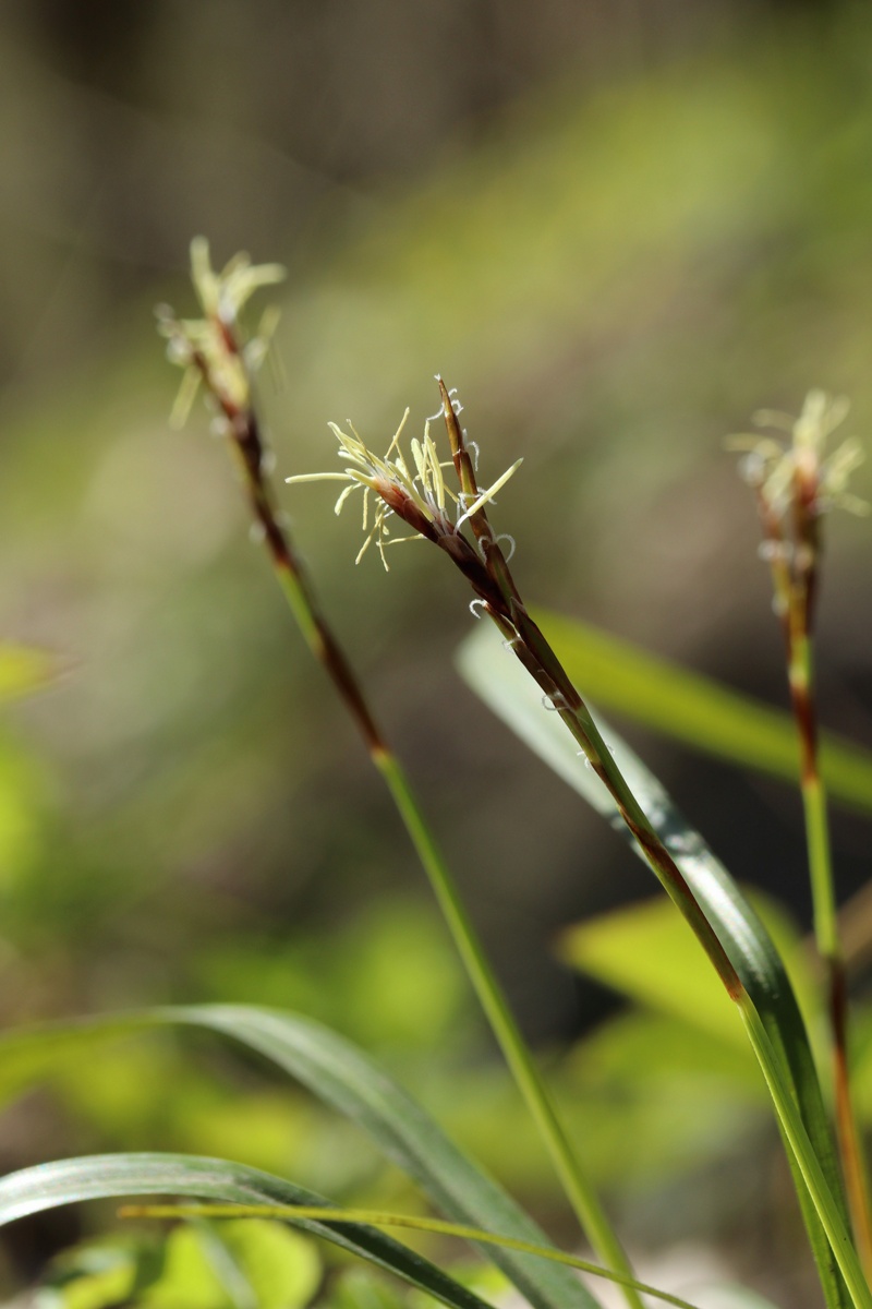 Image of Carex digitata specimen.