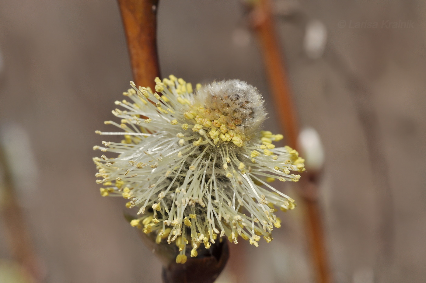 Image of genus Salix specimen.