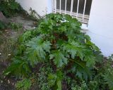 Acanthus mollis. Вегетирующее растение. Турция, г. Стамбул, Принцевы о-ва, о-в Бююкада, рядом с заброшенным домом. 10.10.2025.