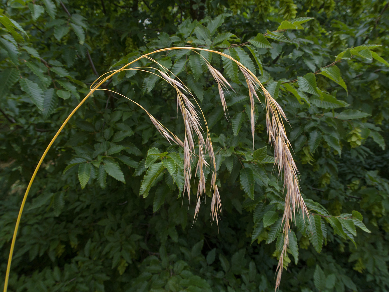 Изображение особи род Bromus.