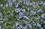Cichorium intybus. Верхушки побегов с соцветиями. Португалия, г. Лиссабон, берег реки. 15.06.2026.