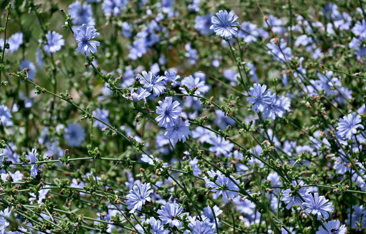 Image of Cichorium intybus specimen.