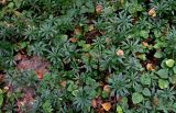 Galium odoratum. Вегетирующие растения в сообществе с Oxalis acetosella и Galeobdolon luteum. Московская обл., Сергиево-Посадский гор. округ, верховья р. Воря, смешанный лес. 22.08.2026.