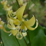 familia Liliaceae. Цветок. Архангельская обл., о. Большой Соловецкий, Соловецкий ботанический сад, огород лекарственных растений. 09.06.2026.