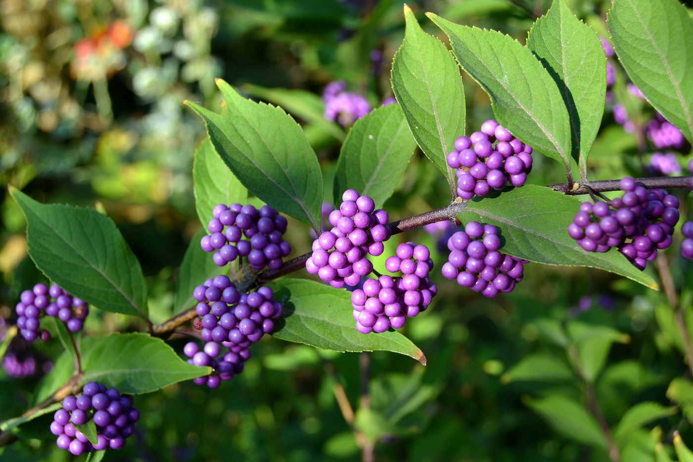 Изображение особи Callicarpa dichotoma.