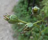 unknown species. Завязавшиеся плоды. Абхазия, г. Сухум, Ботанический сад. 13.08.2024.