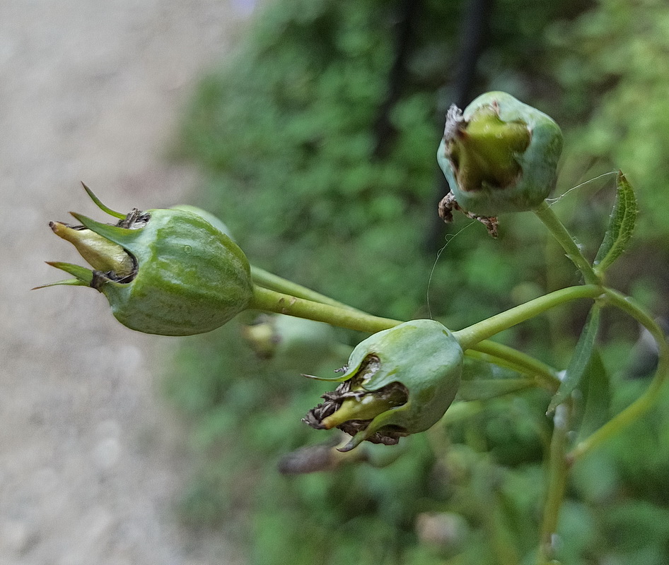 Image of Unknown species specimen.