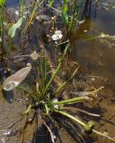 Sagittaria natans. Цветущее и плодоносящее растение с обгрызенными листьями. Хабаровский край, г. Комсомольск-на-Амуре, образовавшийся при строительстве дороги техногенный водоём. 26.07.2026.
