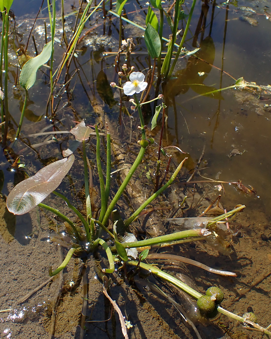 Image of Sagittaria natans specimen.