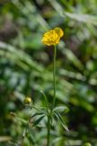 род Ranunculus