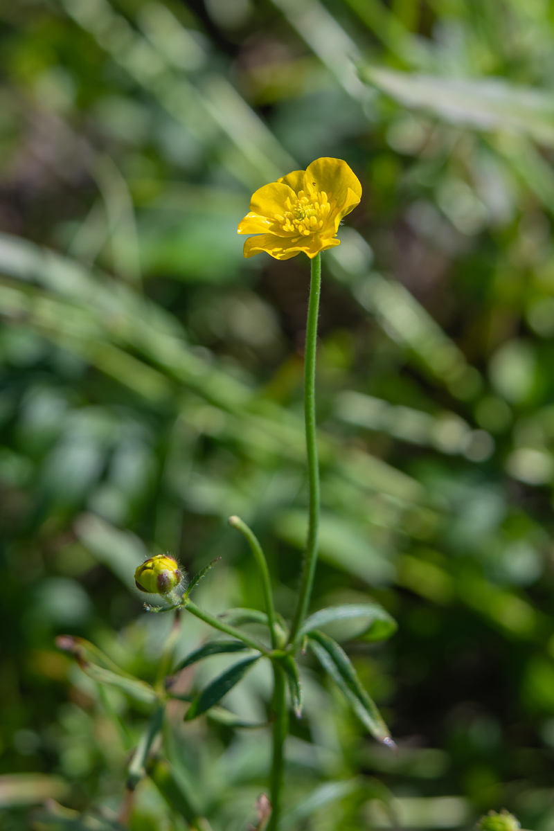 Изображение особи род Ranunculus.