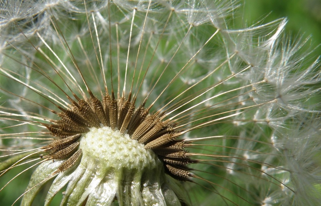 Изображение особи род Taraxacum.