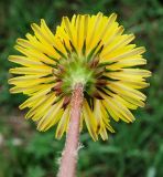 Taraxacum multisectum