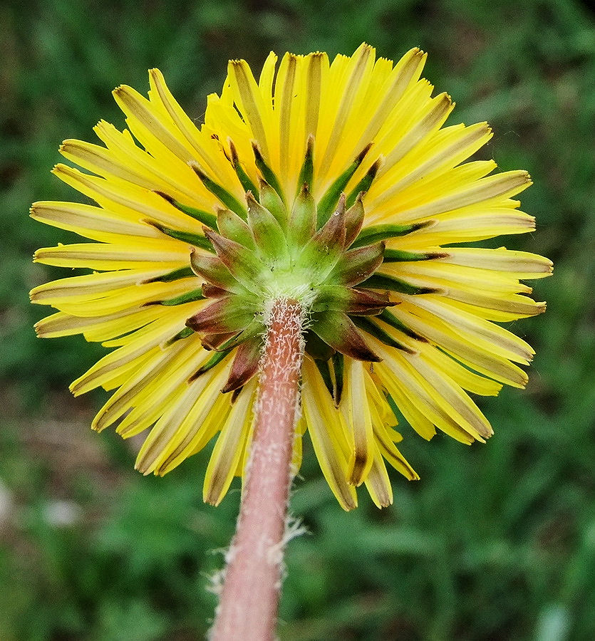 Изображение особи Taraxacum multisectum.