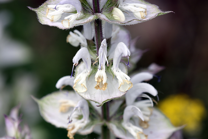 Image of Salvia sclarea specimen.