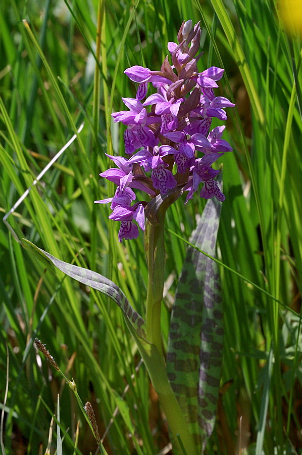 Image of Dactylorhiza majalis specimen.