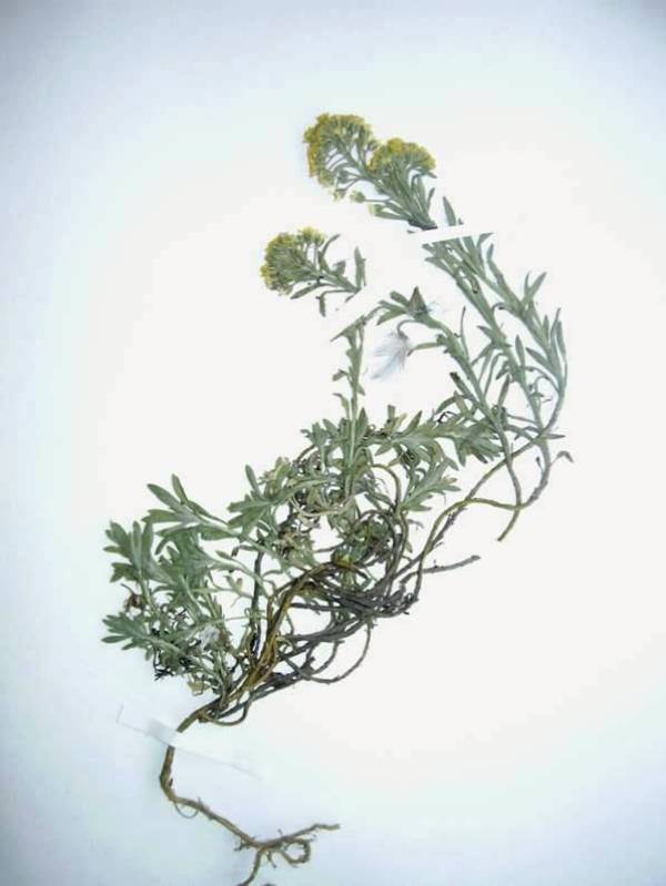 Image of Alyssum lenense specimen.