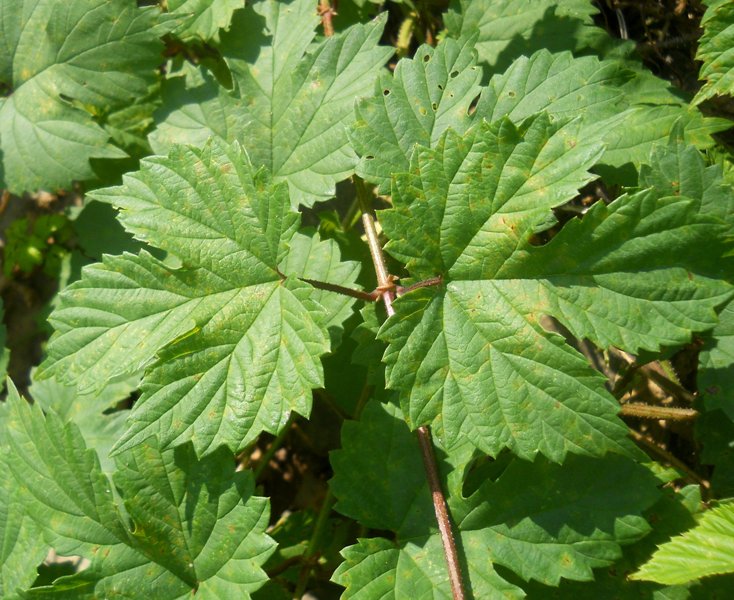 Image of Humulus lupulus specimen.