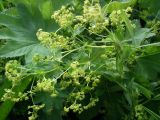 род Alchemilla