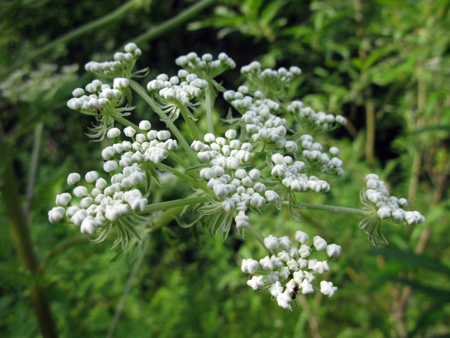 Изображение особи Pleurospermum uralense.