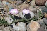 Convolvulus arvensis