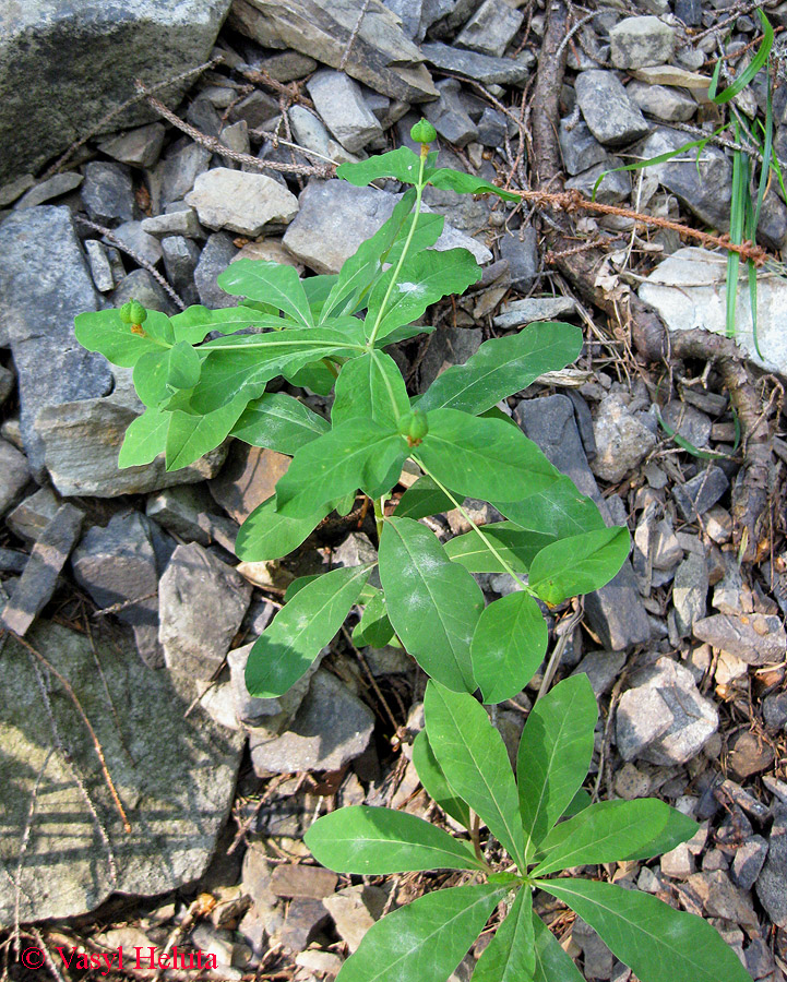 Image of Euphorbia carniolica specimen.