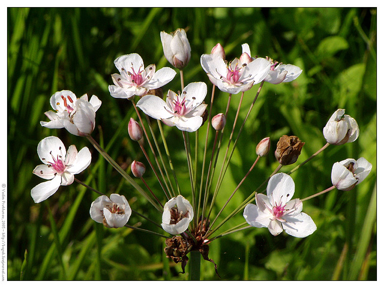 Изображение особи Butomus umbellatus.