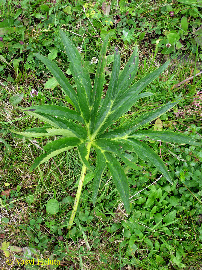 Image of Helleborus purpurascens specimen.