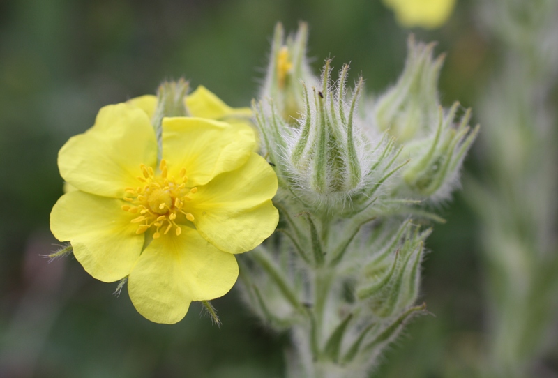 Изображение особи Potentilla callieri.