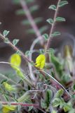genus Astragalus