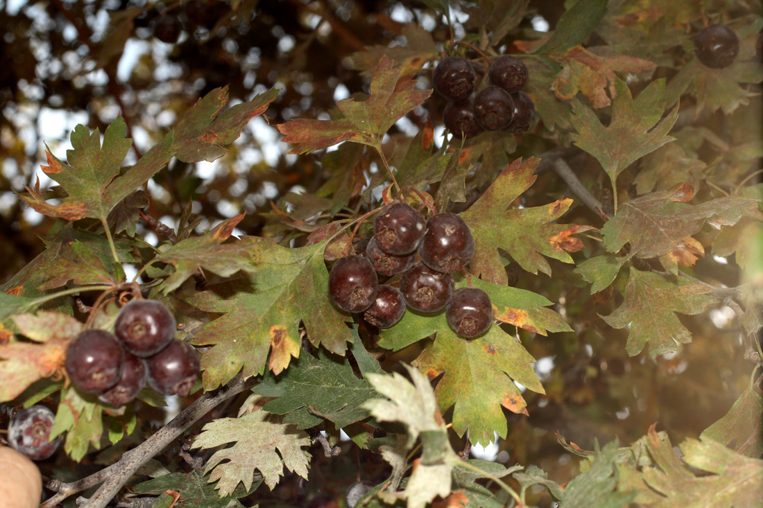 Изображение особи Crataegus songarica.