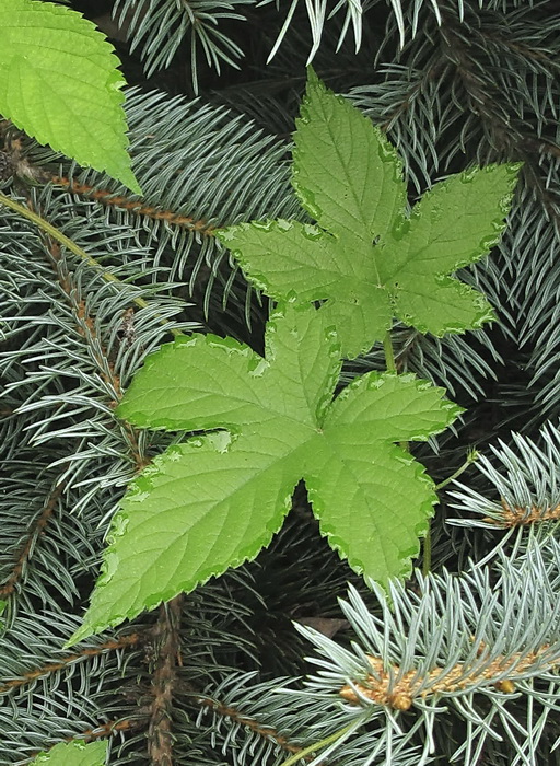 Image of Humulopsis scandens specimen.